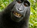 Selfie małpy - kto ma prawa autorskie do fotografii 