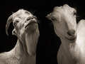 Owce i kozy w studio fotograficznym - wspaniałe czarno-białe portrety Kevina Horana