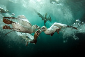 Najlepsze podwodne fotografie, czyli zwycięskie zdjęcia konkursu Underwater Photographer Of The Year 2015
