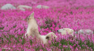 Niedźwiedź polarny cały w kwiatach – nieziemskie fotografie dzikiej przyrody