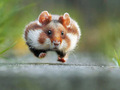 Bardzo śmieszne zdjęcia dzikich zwierząt - zwycięzcy konkursu Comedy Wildlife Photography Awards