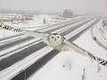 Zdjęcie sowy śnieżnej uchwyconej przez monitoring bije rekordy popularności