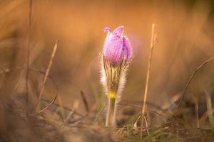 Najrzadsze wiosenne kwiaty w obiektywie węgierskiego fotografa