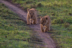 Lwica fotografuje swoje młode