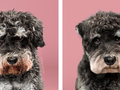 Pies u fryzjera - zabawna seria zdjęć "przed" i "po" Grace'a Chon