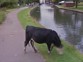 Google Street View skutecznie chroni wizerunek na zdjęciach - nawet jeśli dotyczy to wizerunku krowy 