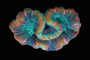 Korale koloru koralowego - 25 tysięcy zdjęć w 4 minuty 