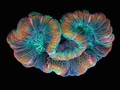 Korale koloru koralowego - 25 tysięcy zdjęć w 4 minuty 