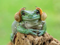 Żabia księżniczka Leia z Gwiezdnych Wojen - najfajniejsze zdjęcia żab 