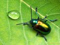 Zaplanuj kadr, fotografując rośliny i owady w ich naturalnym środowisku 
