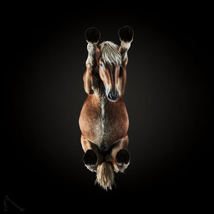 Jaki jest koń, każdy widzi - ale czy na pewno? Pionierska perspektywa na zdjęciach Andriusa Burba