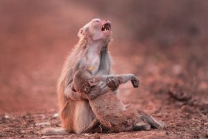 Rozpacz małpy z nieprzytomnym dzieckiem w ramionach - fotograf uchwycił wyjątkowy obraz emocji u zwierząt