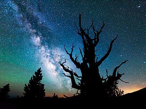 Rozgwieżdżone niebo i długowieczne drzewa w obiektywie Michaela Shainbluma