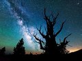 Rozgwieżdżone niebo i długowieczne drzewa w obiektywie Michaela Shainbluma