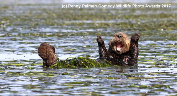 Comedy Wildlife Photography Awards konkurs fotografia przyrodnicza dzikie zwierzęta śmieszne zdjęcia humor