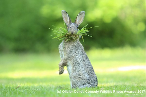 Comedy Wildlife Photography Awards konkurs fotografia przyrodnicza dzikie zwierzęta śmieszne zdjęcia humor