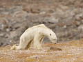 Umierający z głodu niedźwiedź polarny - wstrząsające ujęcia Paula Nicklena
