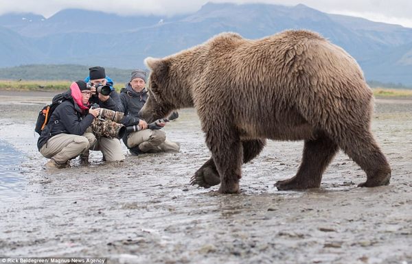 Rick Beldegreen niedźwiedź kodiacki niedźwiedzica nierozważne zachowanie głupota fotografowie zatoka Hallo Bay Alaska fotowyprawa