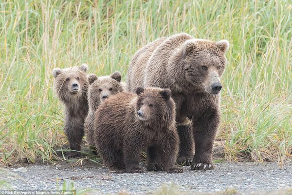 Rick Beldegreen niedźwiedź kodiacki niedźwiedzica nierozważne zachowanie głupota fotografowie zatoka Hallo Bay Alaska fotowyprawa
