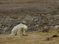 Wstrząsające nagranie z niedźwiedziem polarnym budzi kontrowersje – również wśród biologów