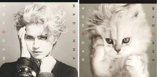 The Kitten Covers okładki płyt koty kociaki kocięta przeróbki parodia grafika zdjęcia Alfra Martini 