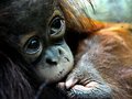 Shutterstock zakazuje publikowania zdjęć małp w "nienaturalnych sytuacjach"