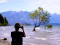 Jedna z ikon nowozelandzkiej przyrody wymaga ochrony – przed fotografami
