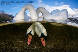 Underwater Photographer of the Year 2018 - galeria najlepszych podwodnych zdjęć  