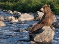 Boję się ich bardziej niż większość ludzi - Siergiej Gorszkow, fotograf niedźwiedzi brunatnych z Kamczatki