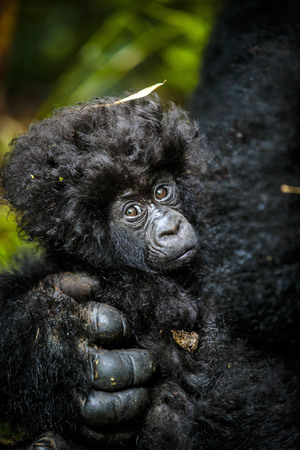 Kameralny portret rodzinny - zabawna sesja rodziny goryli w Kongo