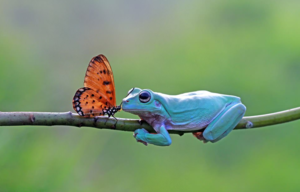 Motyl próbuje zmienić żabę w księcia? Zobacz naprawdę śmieszne zdjęcia indonezyjskiego fotografa