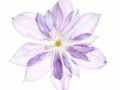 Przeźroczysta natura - poznaj ciekawy i prosty pomysł na efektowne zdjęcia kwiatów