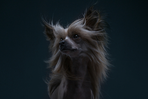 The Dog Show: Sezon 2 – druga część fotografii psich indywidualności