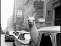 100 najbardziej zaskakujących zdjęć świata: Inge Morath – Lama na Time Square