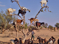 100 najbardziej zaskakujących zdjęć świata: Gavin Oliver – kozy chodzące po drzewie