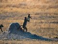 Fotografka uchwyciła w Zimbabwe kultową scenę z bajki Król Lew