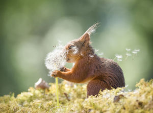 Mistrz fotografowania wiewiórek po 6 latach wybiera swoje ulubione zdjęcia
