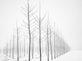 Magiczne krajobrazy - zima w czerni i bieli na nowych zdjęcia szwajcarskiego fotografa