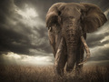 Zwycięzca konkursu fotograficznego African Geographic zdyskwalifikowany za manipulację