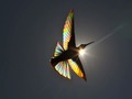 Skrzydła kolibra zmieniają się w tęczę w obiektywie fotografa Christiana Spencera