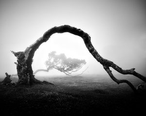 Czarno-białe zdjęcia stawiają widzów u progu tajemnicy starych drzew na Maderze