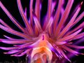 Konkurs fotograficzny Ocean Art Underwater Photography Competition - odkrywanie piękna podwodnego świata