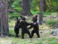 Tańczące niedźwiadki jak z opowieści dla najmłodszych 