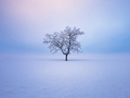 Piękno drzew na niezwykle nastrojowych zdjęciach - poznaj prace Mikko Lagerstedt