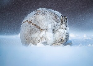 Zając jak lodowa rzeźba - piękne zdjęcia natury wyróżnione w konkursie BigPicture 