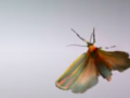 Startujące do lotu owady w slow motion z prędkością 3200 kl./s