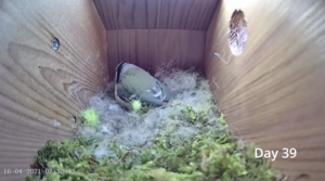 Time lapse, ukazujący budowę gniazda i składanie jajek