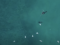 Pilot drona pomógł człowiekowi zaatakowanemu przez rekina 