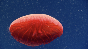 Nowy gatunek meduzy sfotografowany 700 metrów pod wodą
