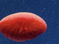 Nowy gatunek meduzy sfotografowany 700 metrów pod wodą